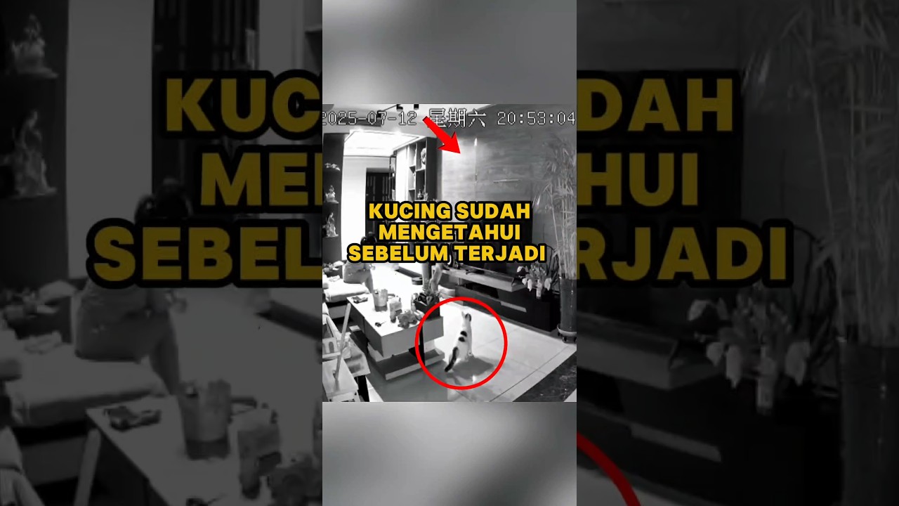 Kucing Jadi Penyelamat Bagi Pemiliknya