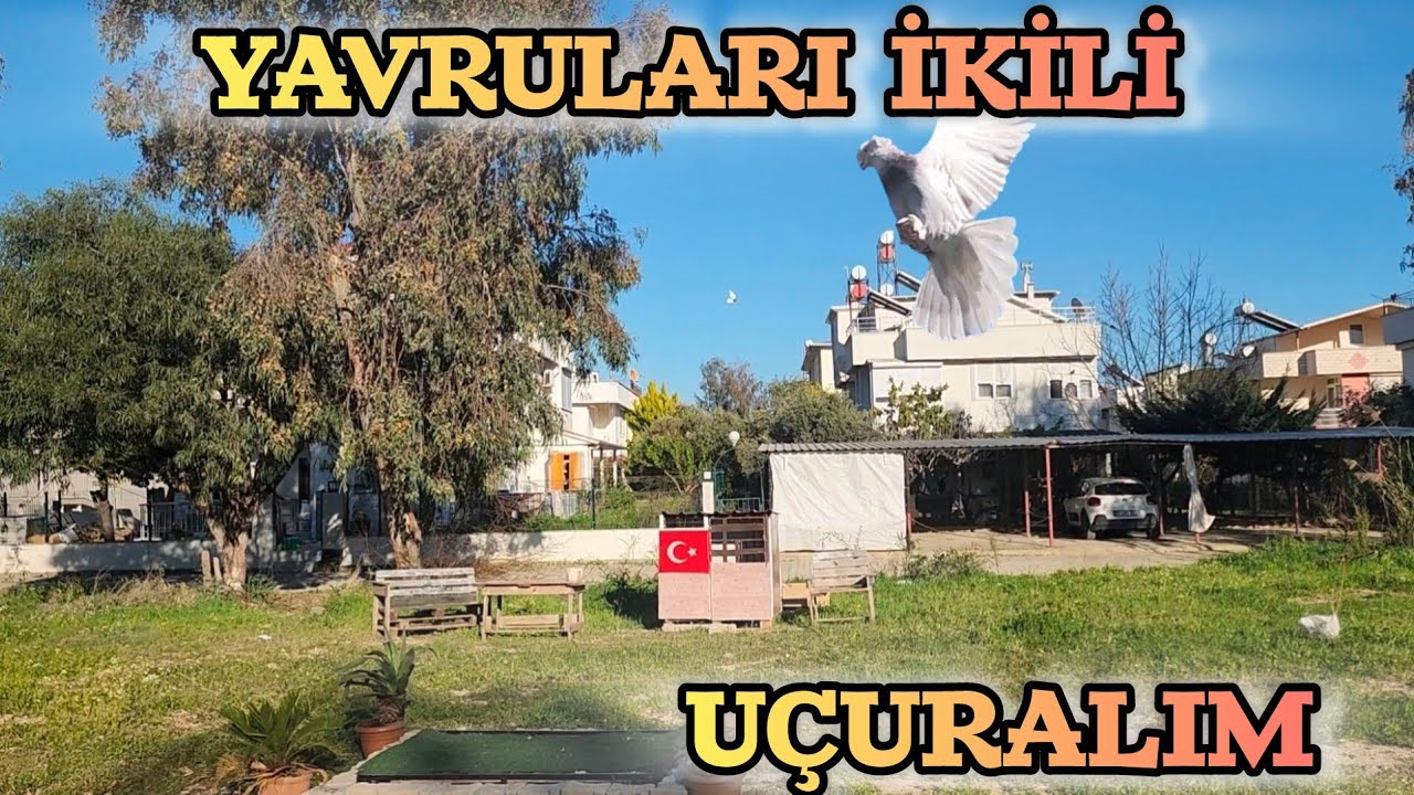 Yavru Güvercinleri İkili Uçurmaya Başladık 