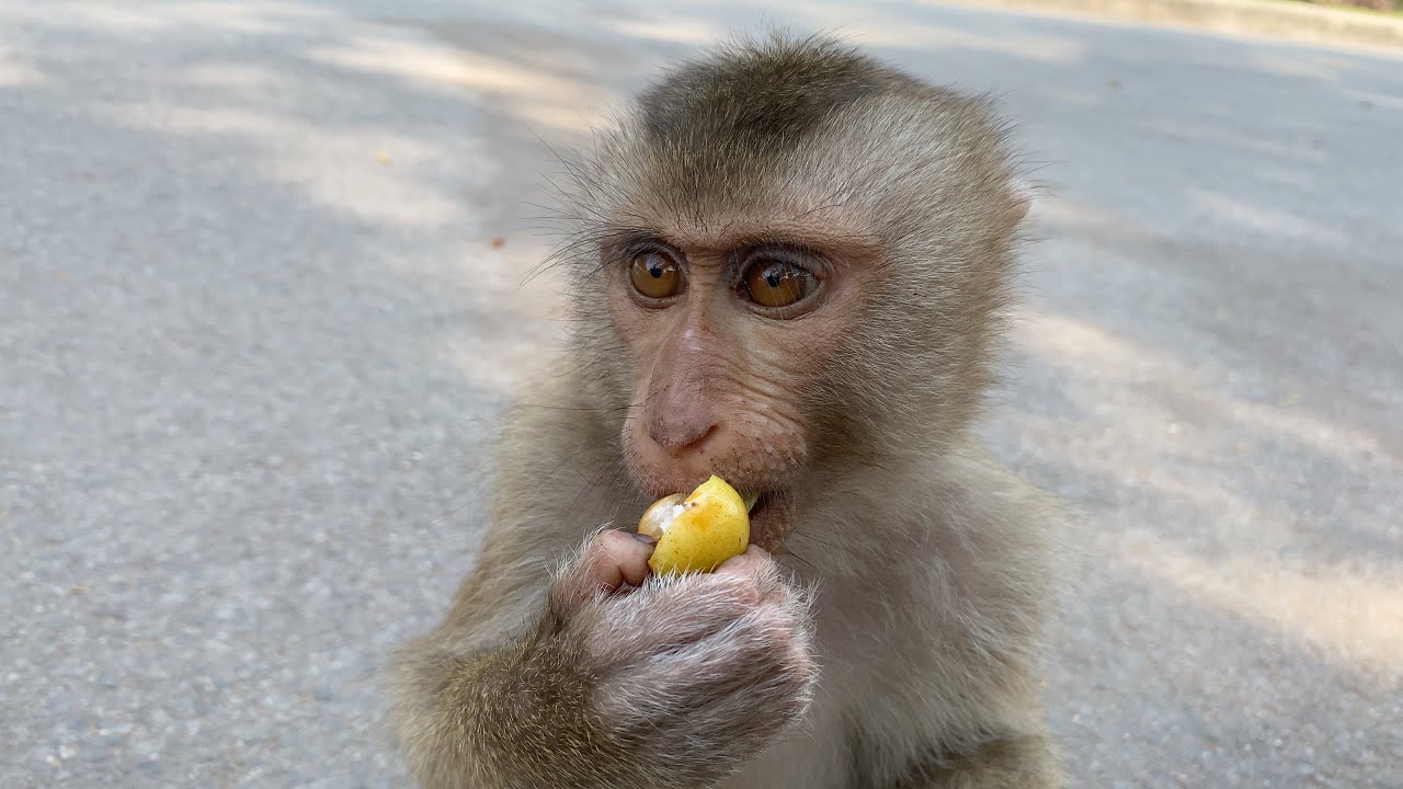 A monkey was sleeping when it got a piece of cheese. It ate happily.