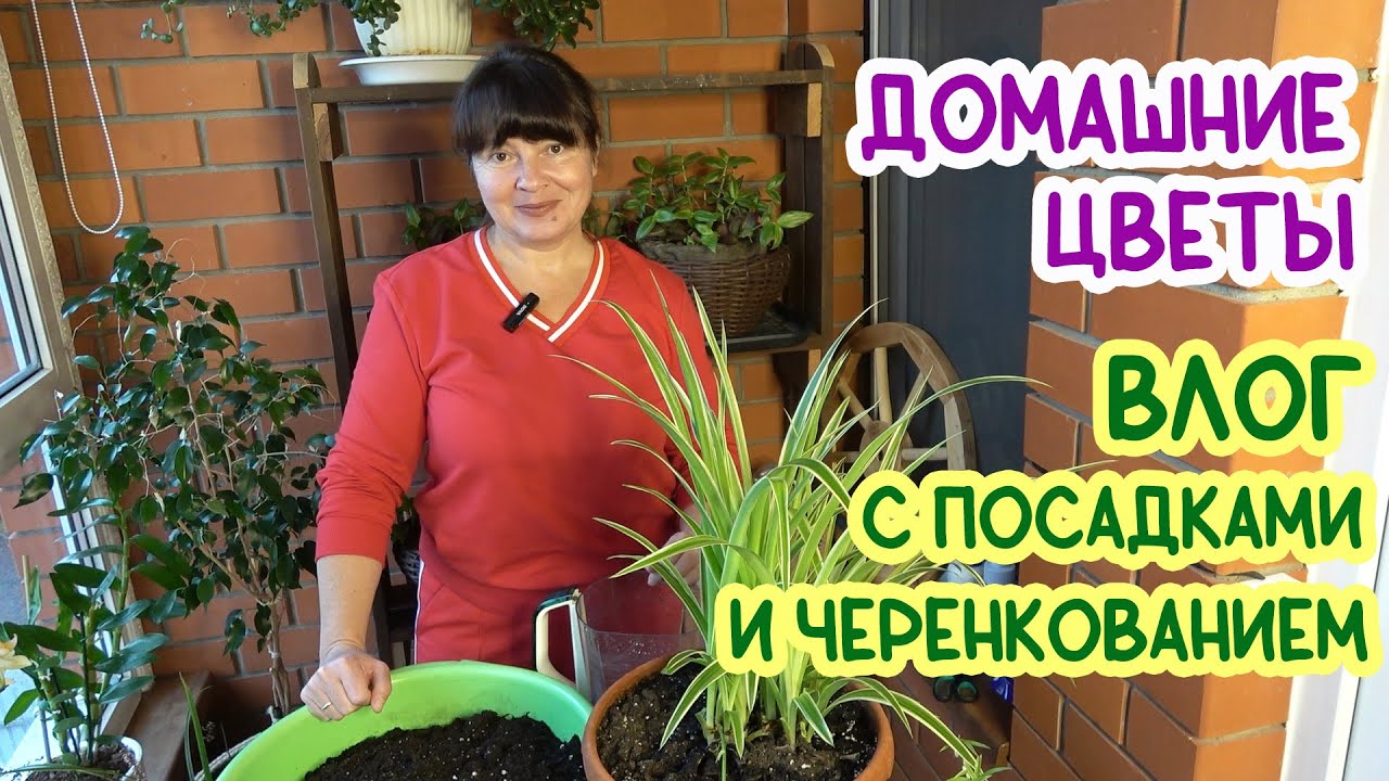 Домашние цветы - КРАСОТА или БАРДАК? Как я избавилась от всех цветов разом и сейчас завожу по новой.