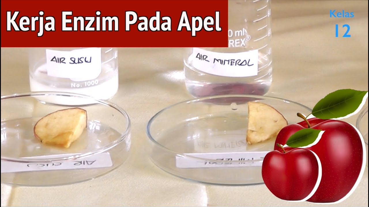 Kelas 12 - Biologi - Kerja Enzim Pada Apel | Video Pendidikan Indonesia