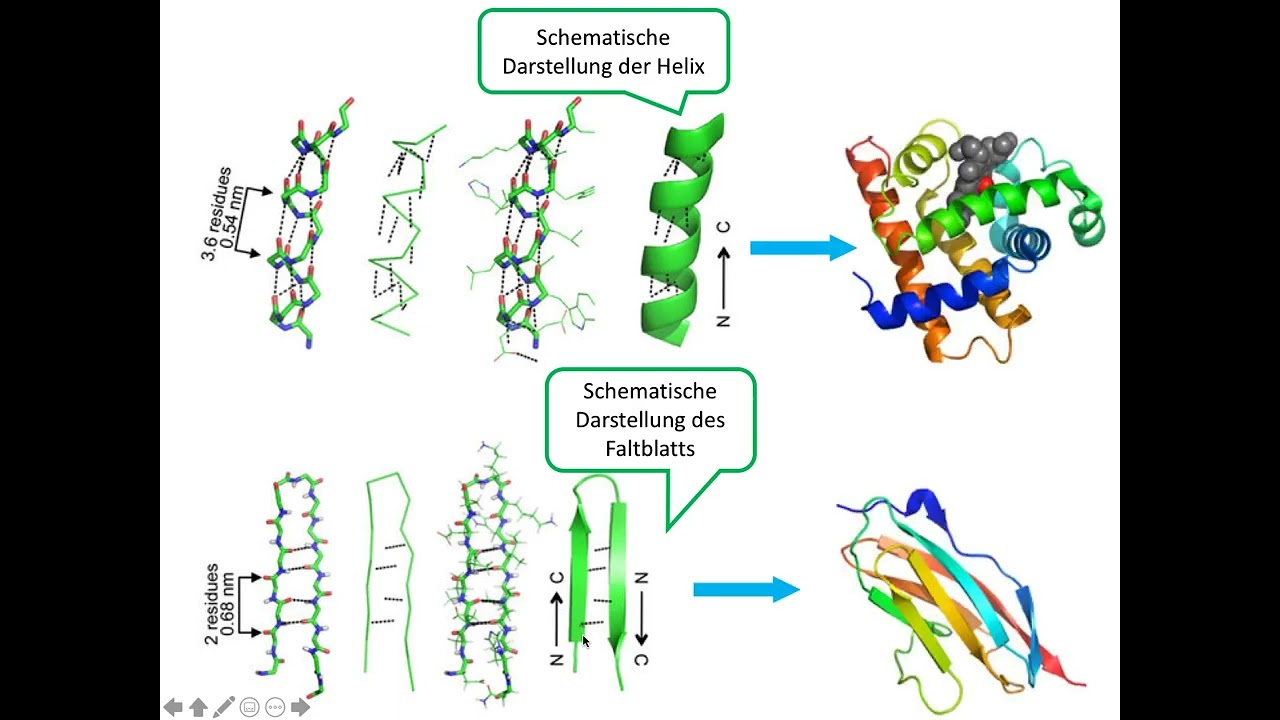 CH8 Biochemie Proteine: Sekund&auml;rstruktur