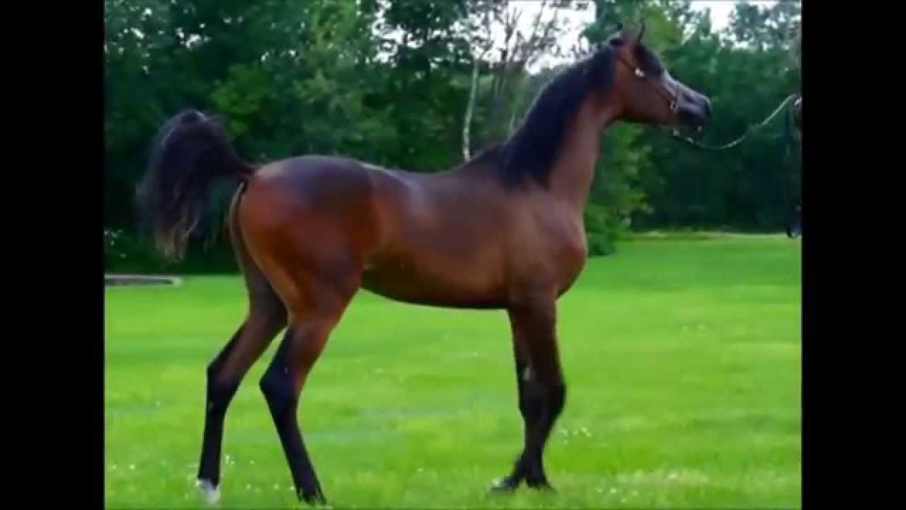 Mikhail DHA 2013 Arabian Colt (Marvilloso (*Marwan Al Shaqab) X Bey Shah/Psyche bred mare