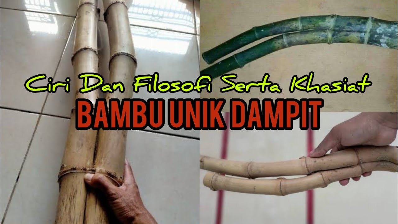 Ciri dan khasiat bambu unik dampit
