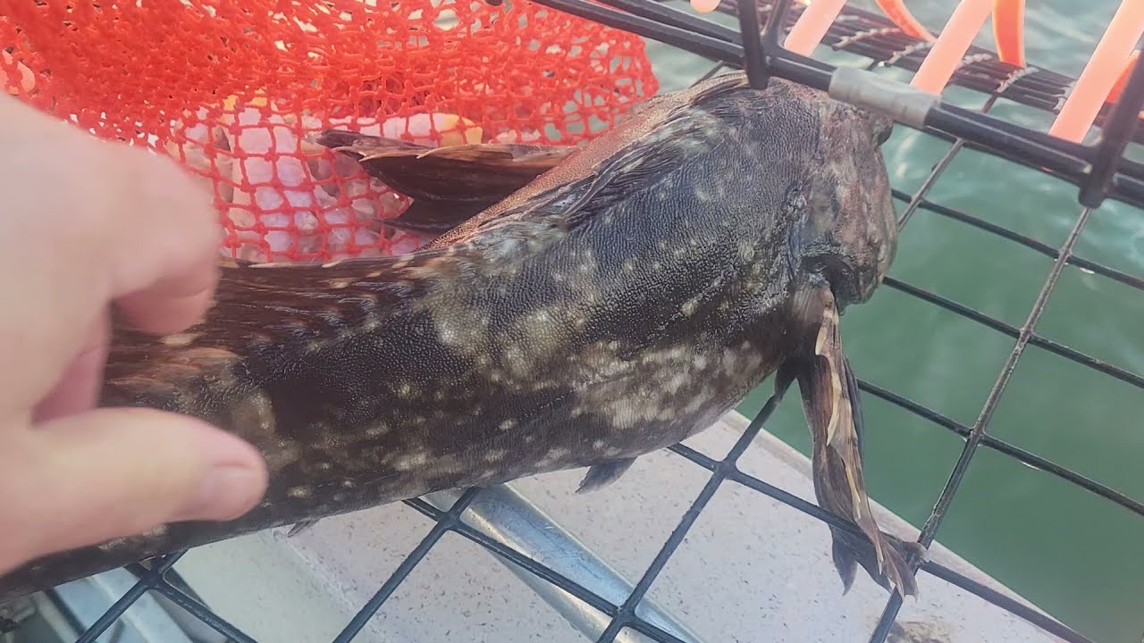 Unexpected catch in crab trap!