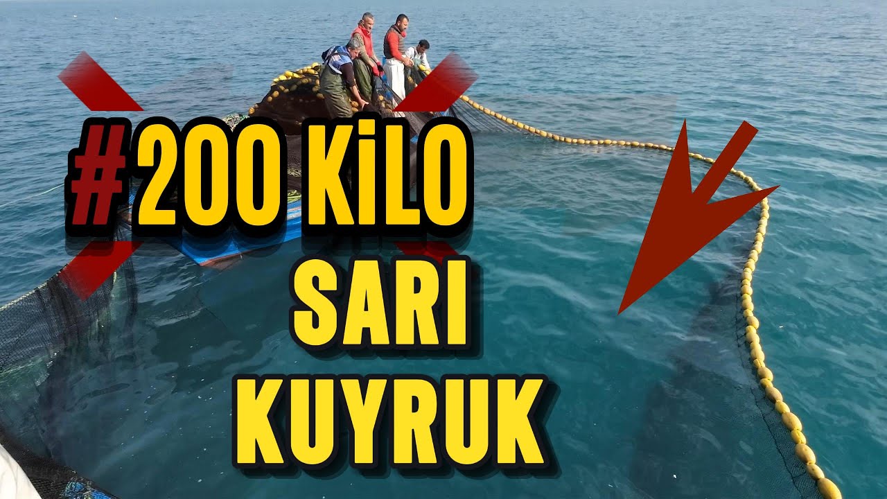 Komalık Eden Vatoz Balığı İğnesi!! Hiç Gördünüz Mü? Yanında Sarı Kuyruk!