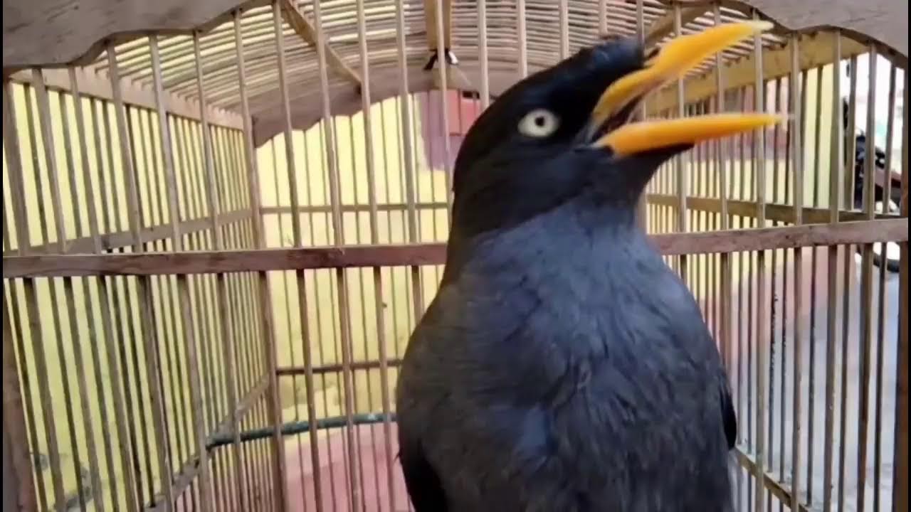 Jalak Kebo Buka Paruh ,Putar Setiap Hari Pasti Jalak Lain Langsung Gacor Emosi