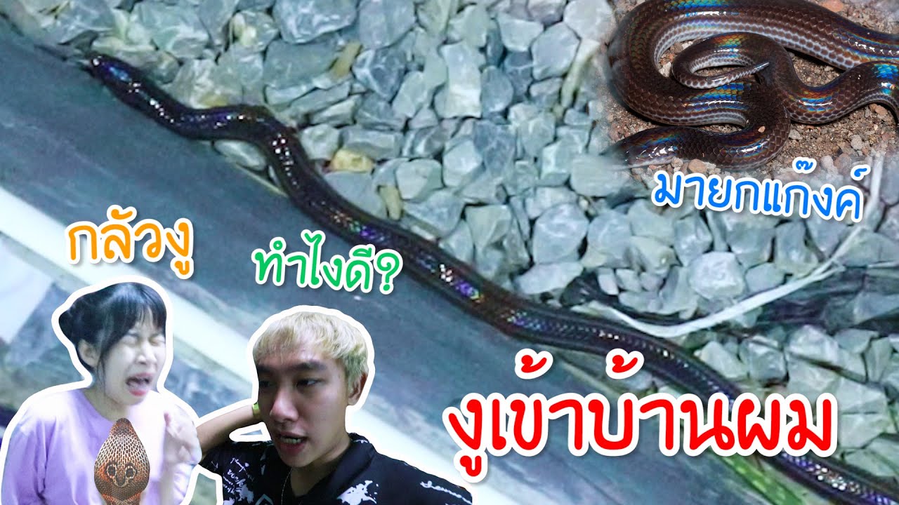 งูเข้าบ้าน อันตราย แฟนตกใจ เกือบไปแล้ว!!