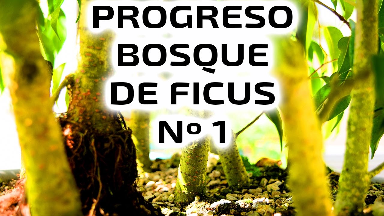 Bonsai: Cómo Hacer un Bosque - Ficus Benjamina - 6 Meses de Crecimiento - Actualización