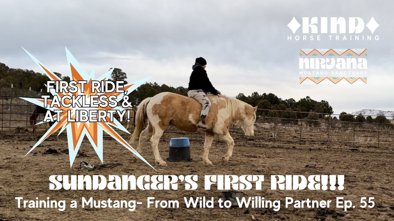 Sundancer's FIRST Ride, Bareback & Tackless!! Training a Mustang- From Wild to Willing Partner Ep 55