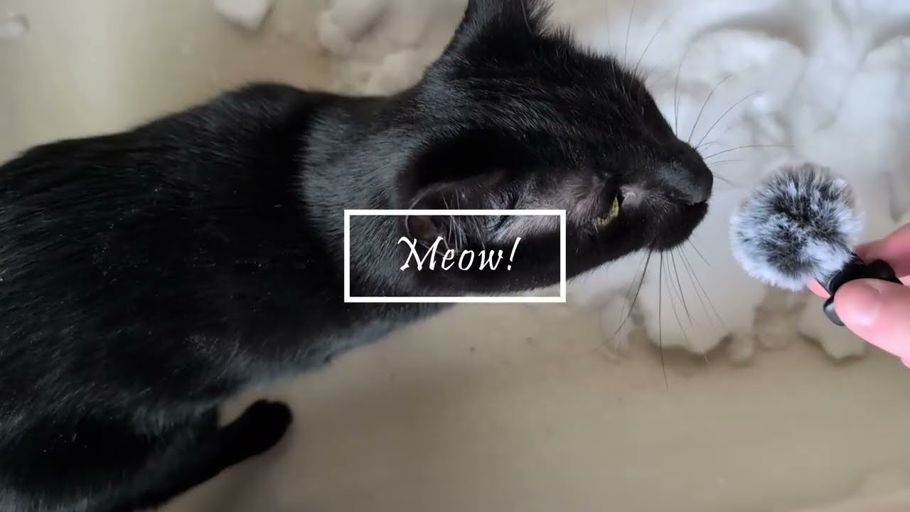 Cats first snow