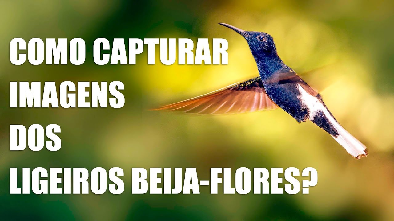 Como capturo imagens dos Beija-Flores?