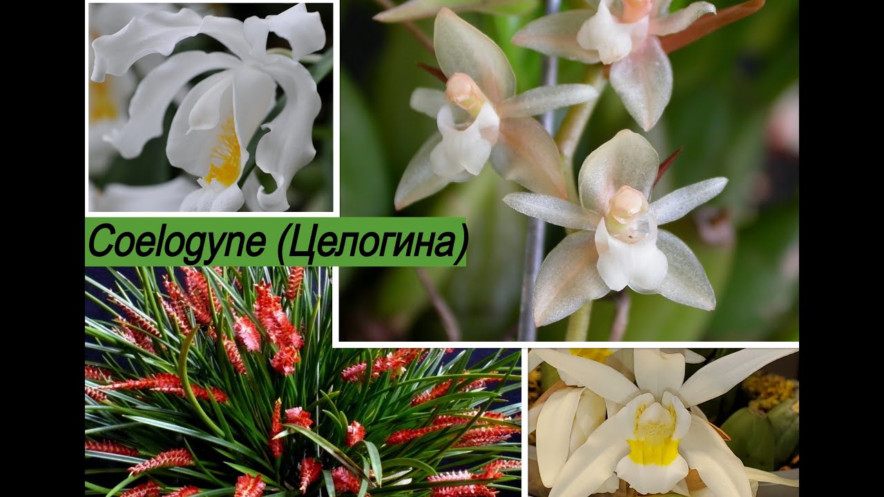 Орхидеи Целогинa (Coelogyne) Целогиновые (Coelogyneae)