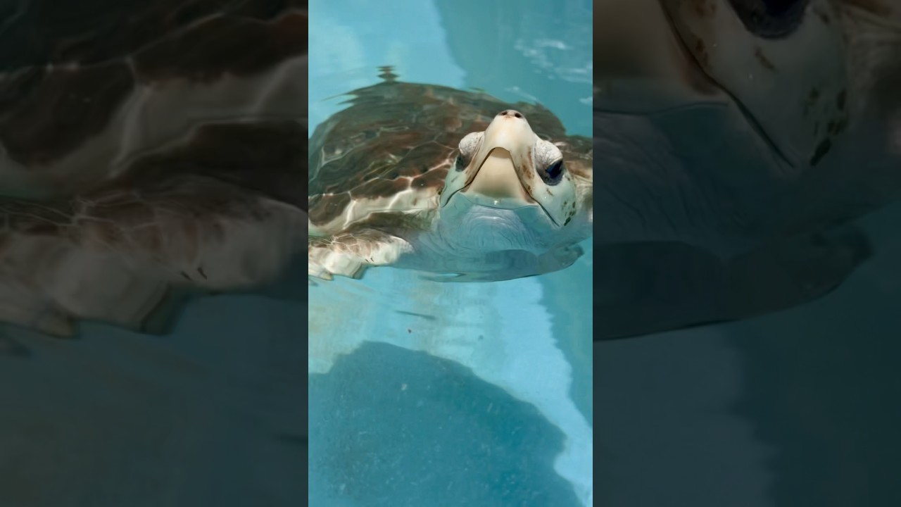Trip to the turtle hospital in Marathon Key FL 🐢🐠