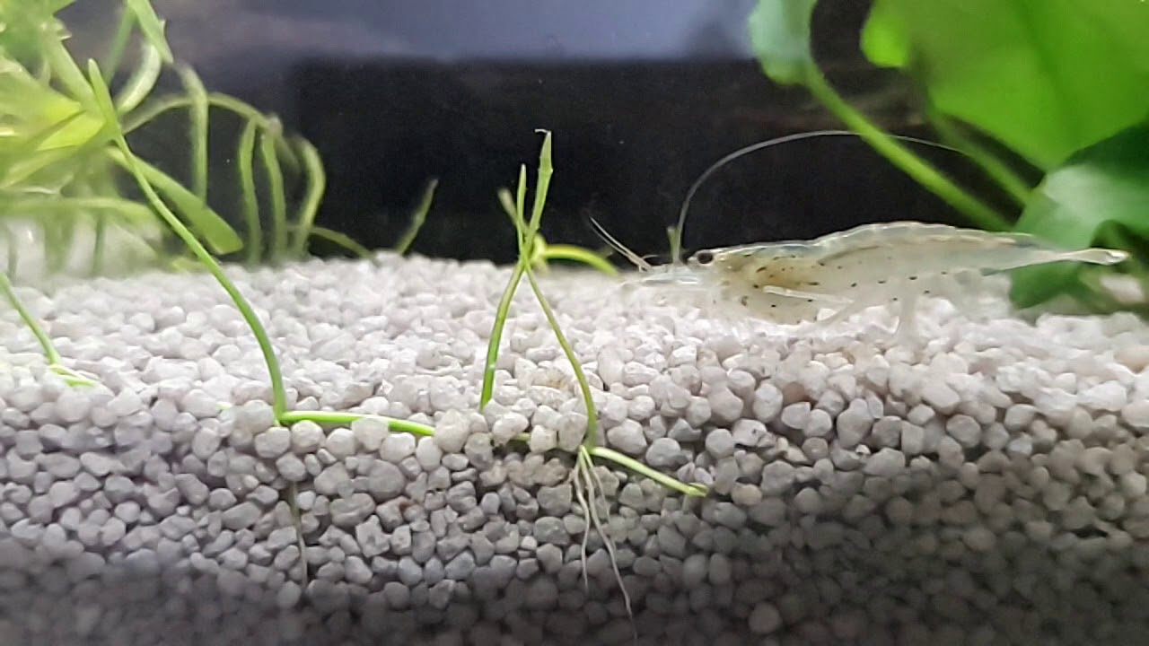 Amanogarnele schwimmt in Zeitlupe