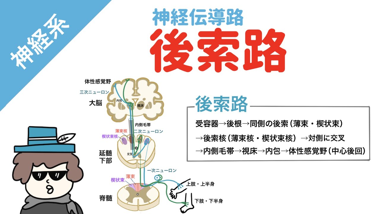 後索路の覚え方（深部感覚・識別性触覚）