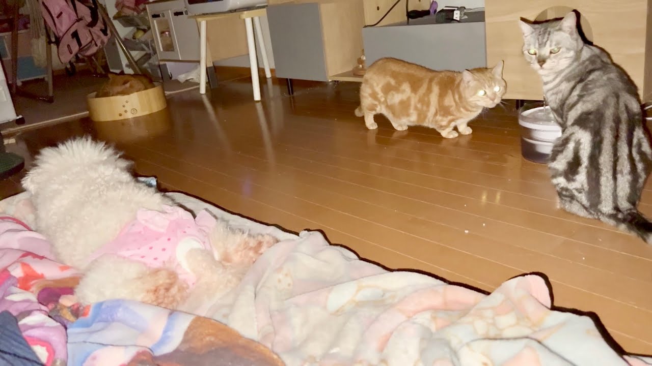 闇夜に光るあいちゃんと愉快な仲間たち。