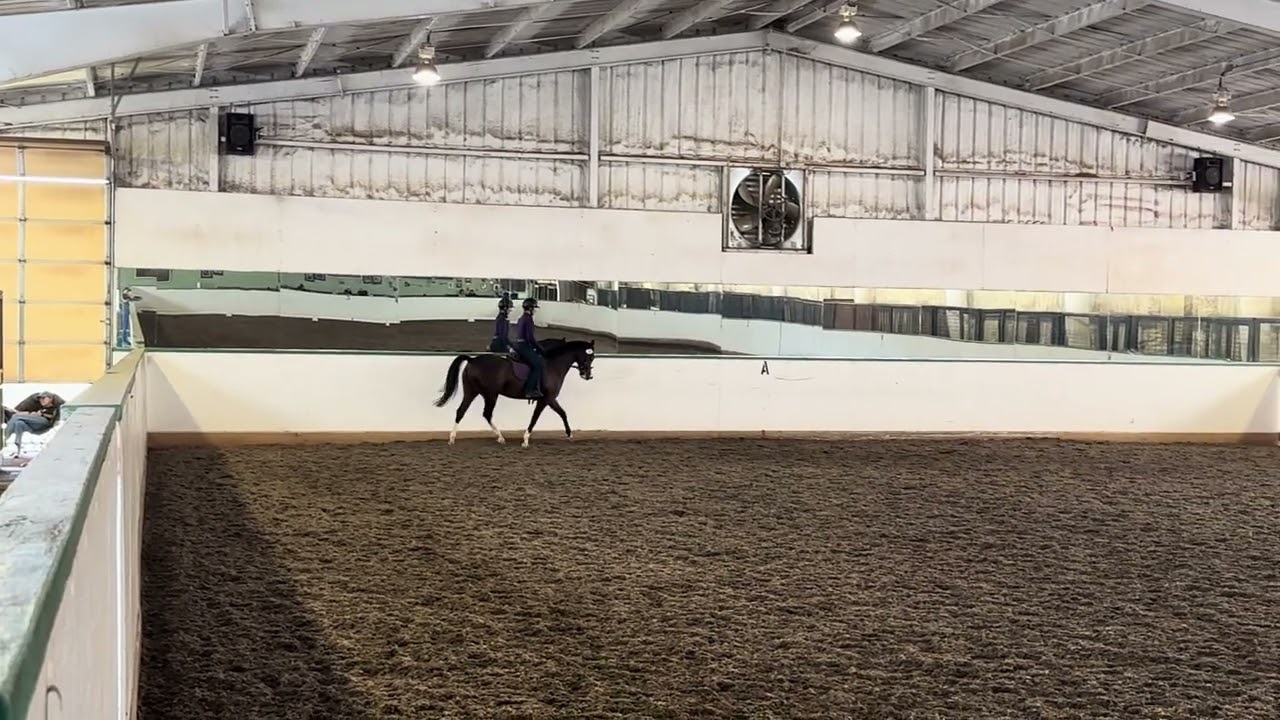 Roseridge Harlequins Joy GCH (Western Dressage) - level 1 test 2 - 73.519%
