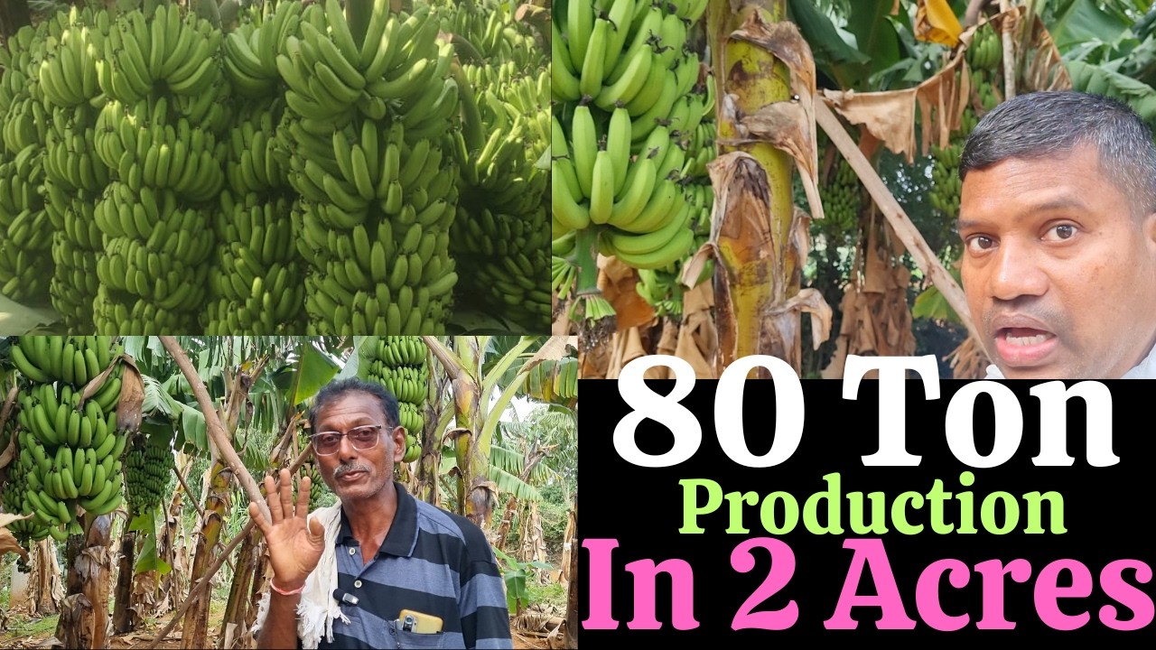 80 tons production in 2 acres, Banana farming, Successful banana farming, #bananafarming