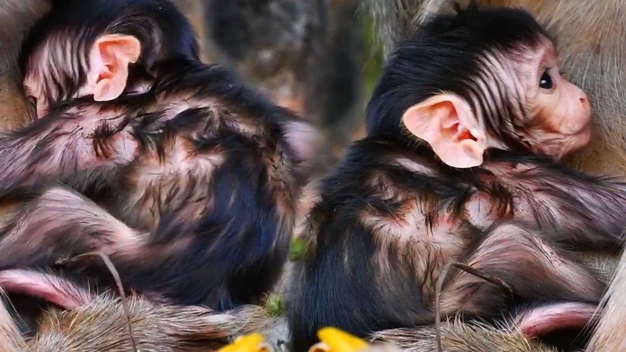 Top Lovely Moments,  Adorable Wildlife 2026, Newborn Baby Monkey With Old Mommy's Care