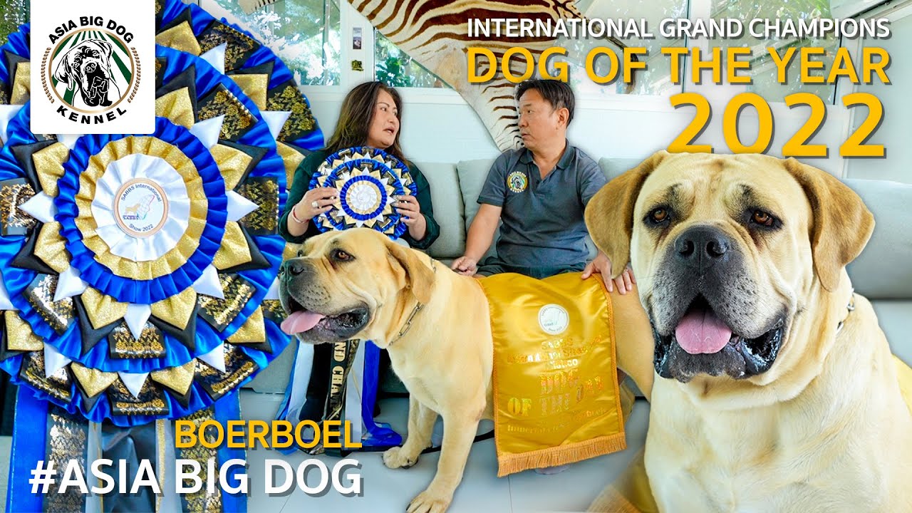 International Grand Champion Dog of the Year 2022