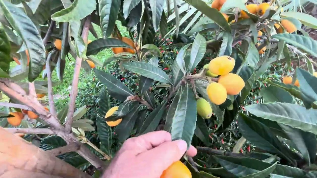 The Japanese Loquat, Eriobotrya japonica