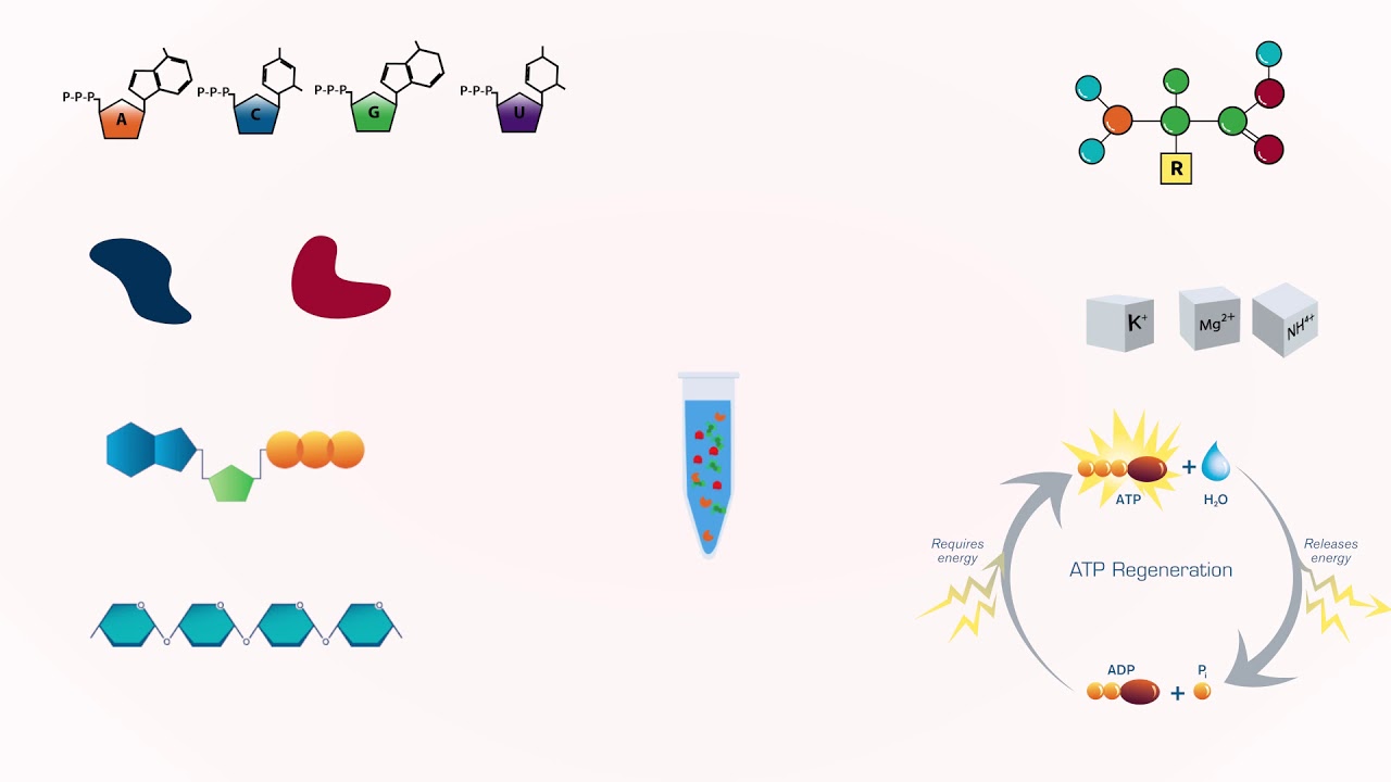 An Introduction to Cell-Free Protein Expression