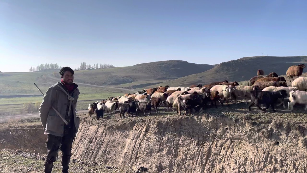 Susuz Kayalık Köyünden Iğdır a Sürülerin Yolculuğu
