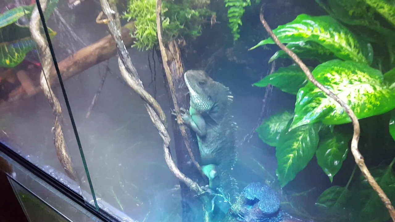 Water dragon natural setup vivarium terarium with waterfall