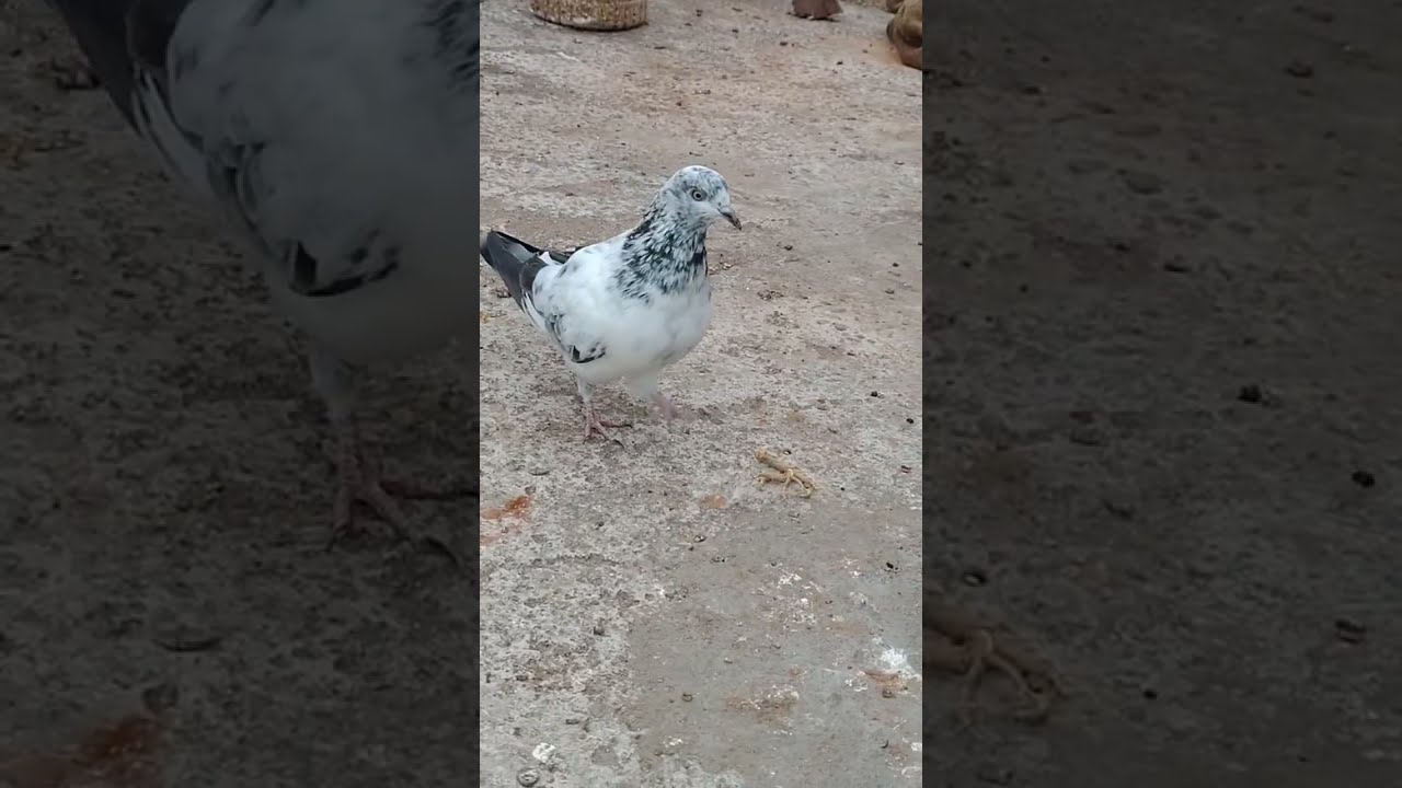 Salman Pigeon Vlogs  is live