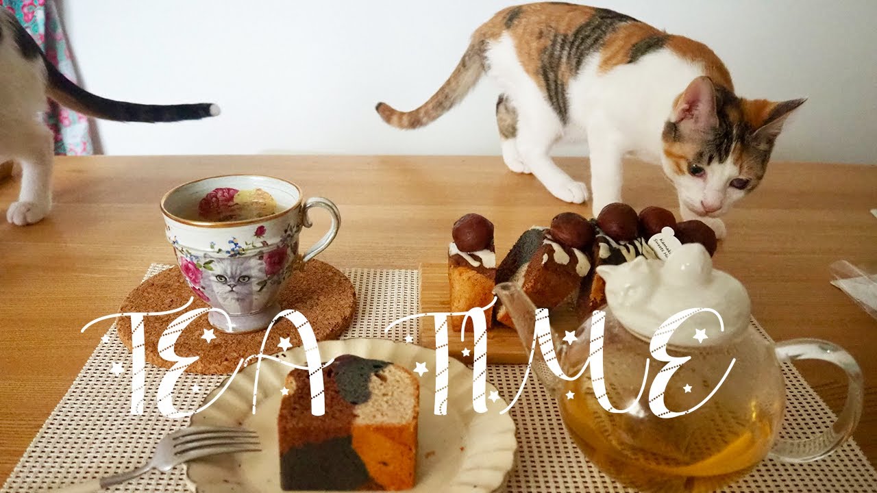 ココちゃんの柄（三毛猫）をイメージしたパウンドケーキ/TEA TIME/ヒトの晩酌に付き合う猫/ソファーの隙間を使って巧みに遊ぶ猫/生後6ヶ月のキャッツの日常/元保護猫