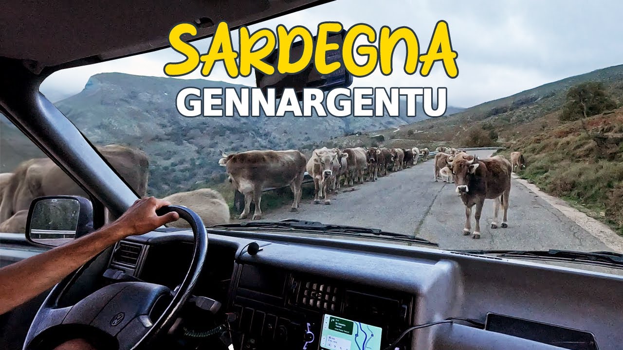Incornati da una mucca nel GENNARGENTU 🫣 Vita in VAN in SARDEGNA