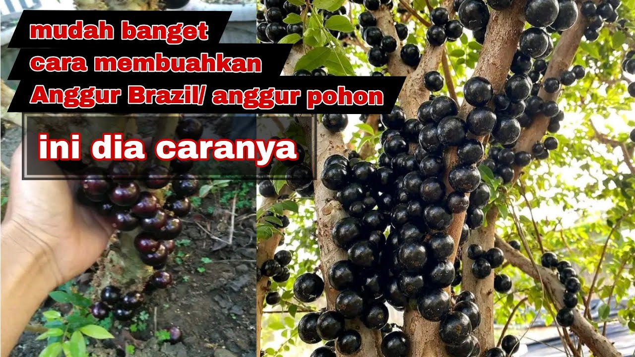 MUDAH BANGET MEMBUAHKAN ANGGUR BRAZIL/ ANGGUR POHON, INI CARANYA