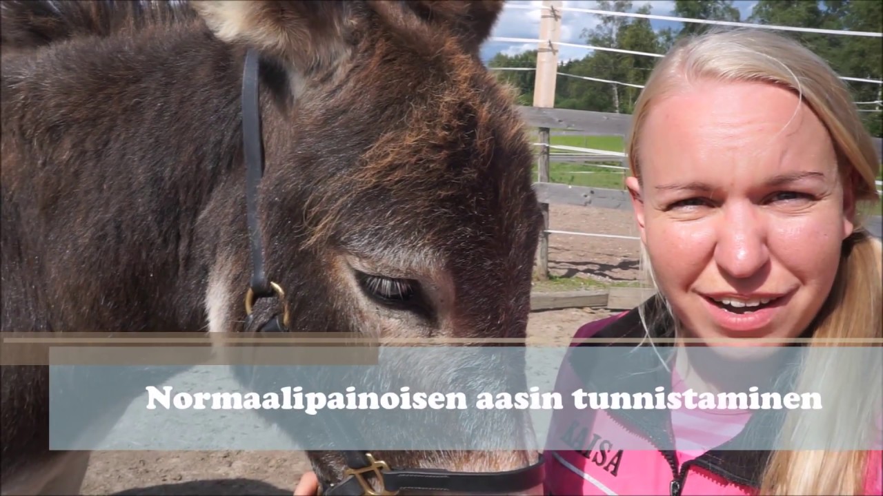 Tältä näyttää normaalipainoinen aasi!