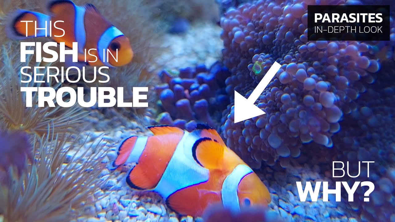 How to Recognize & Treat CLOWNFISH DISEASE • Brooklynella hostilis