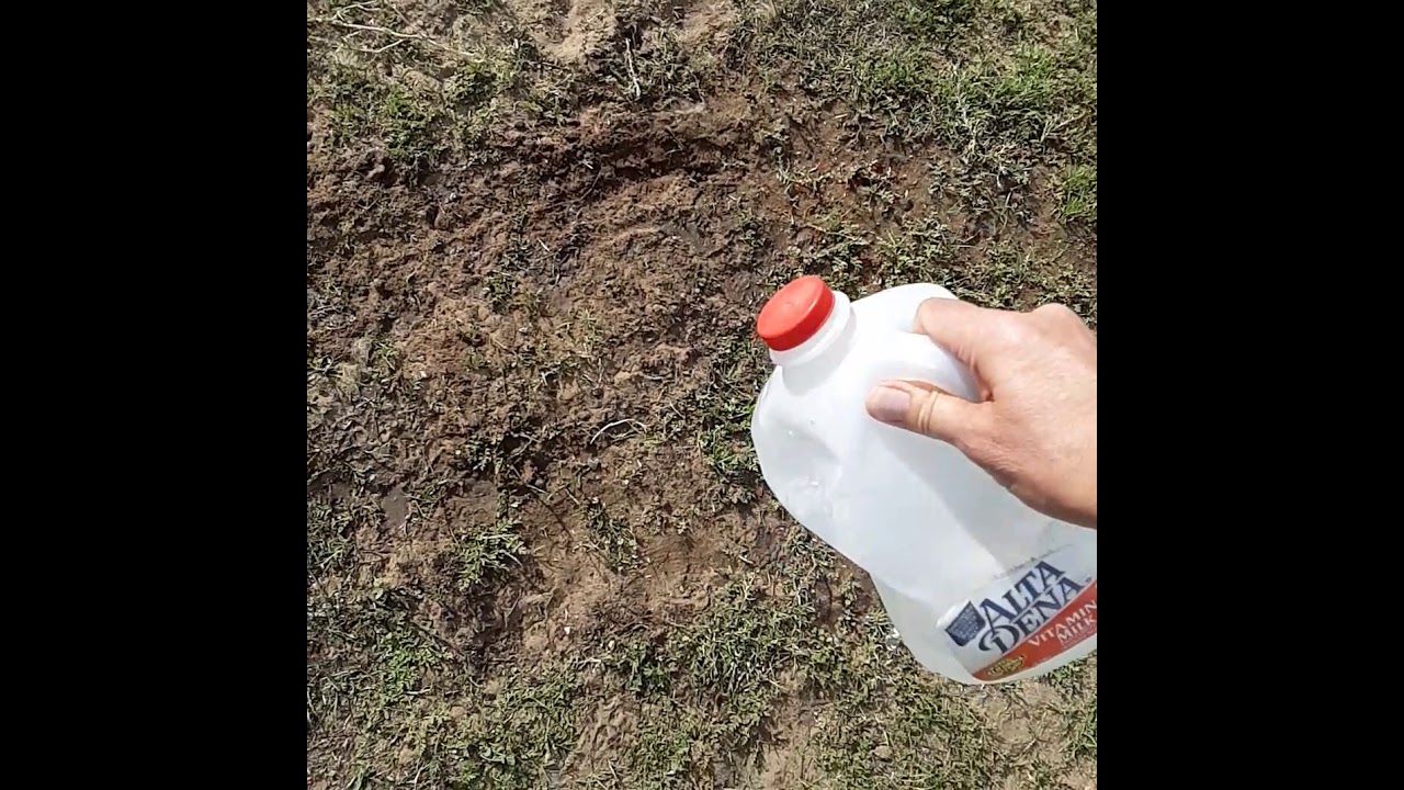 Watering the grass seeds on the Greenway Day 3 #redondobeach #southbay #losangeles #beach