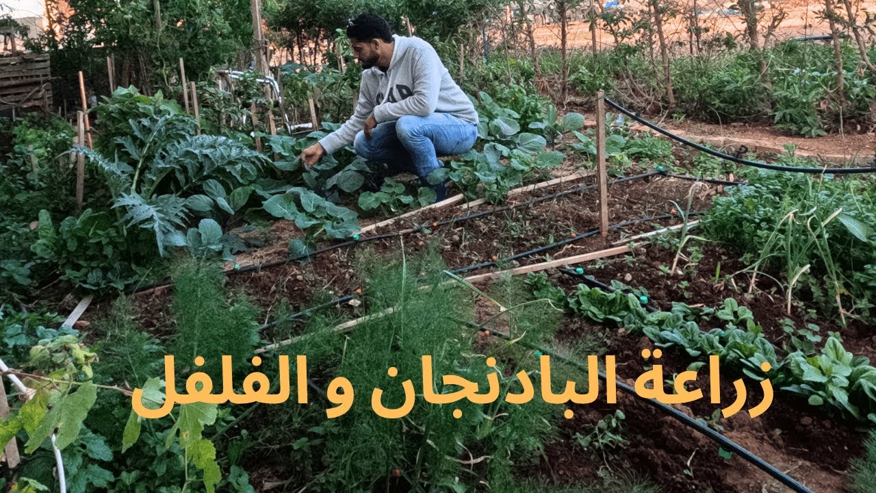 كيفية زراعة الباذنجان والفلفل في شهر مارس#aubergine #poivron #potager