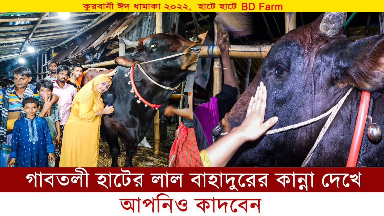 লাল বাহাদুরের কান্না দেখে আপনিও কাদবেন || gabtoli gorur haat 2022 || bd farm
