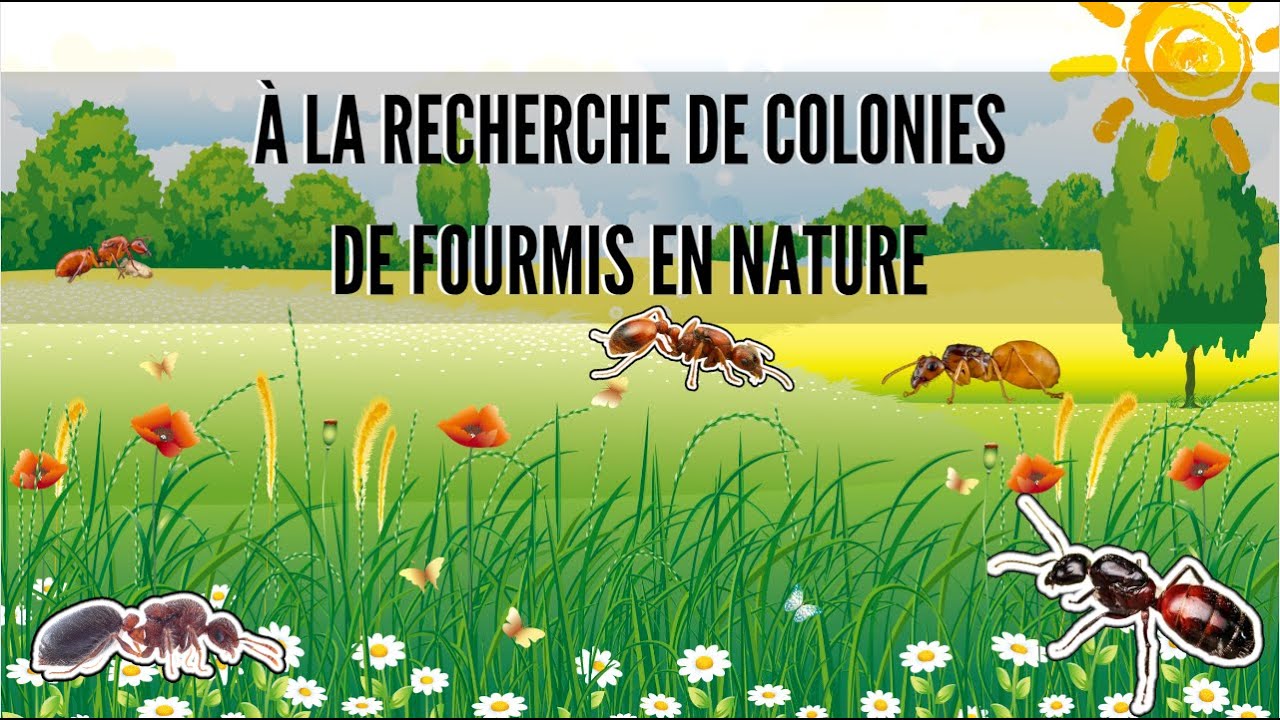 Venez découvrir les colonies de fourmis en nature de ma région. ( Belgique Hainaut )