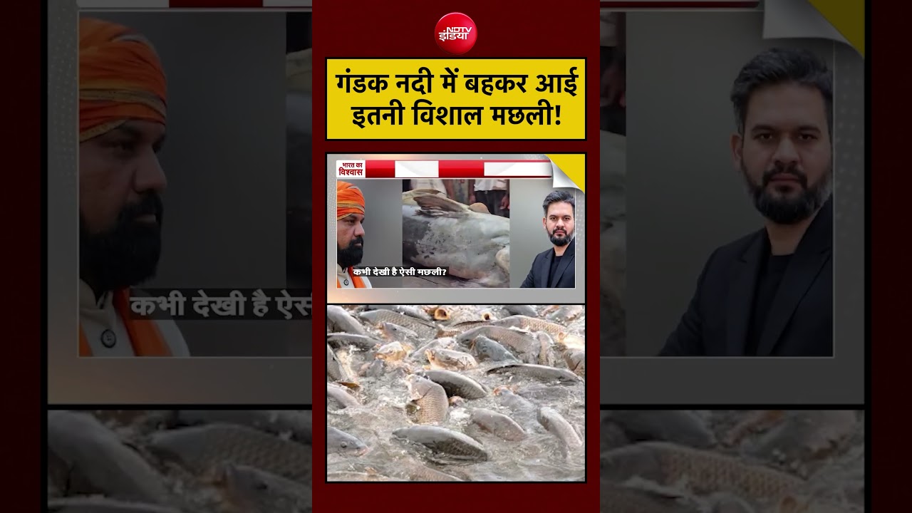 Gandak River: Such a huge fish came floating! | Syed Suhail | Nepal Flood
