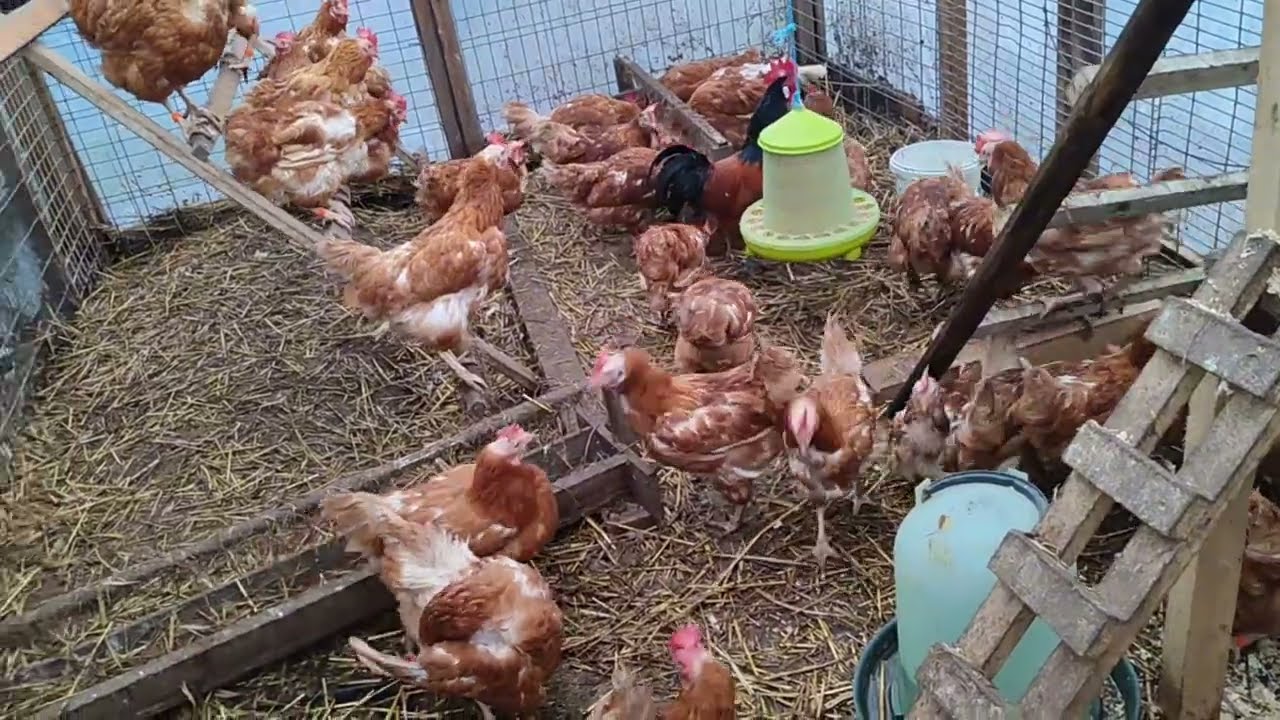 НАЧИНАЮ ВЫБРАКОВКУ КУР🔥ЧТО С УТИННЫМ ГНЕЗДОМ🧐СБОР ЯИЦ🥚