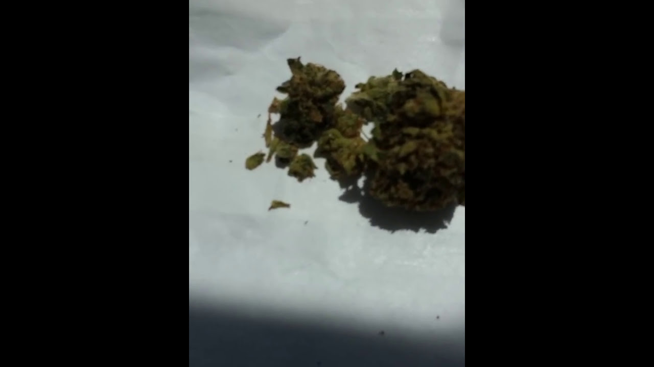 Boss O.G., Church O.G., Diablo O.G. Smoke Test