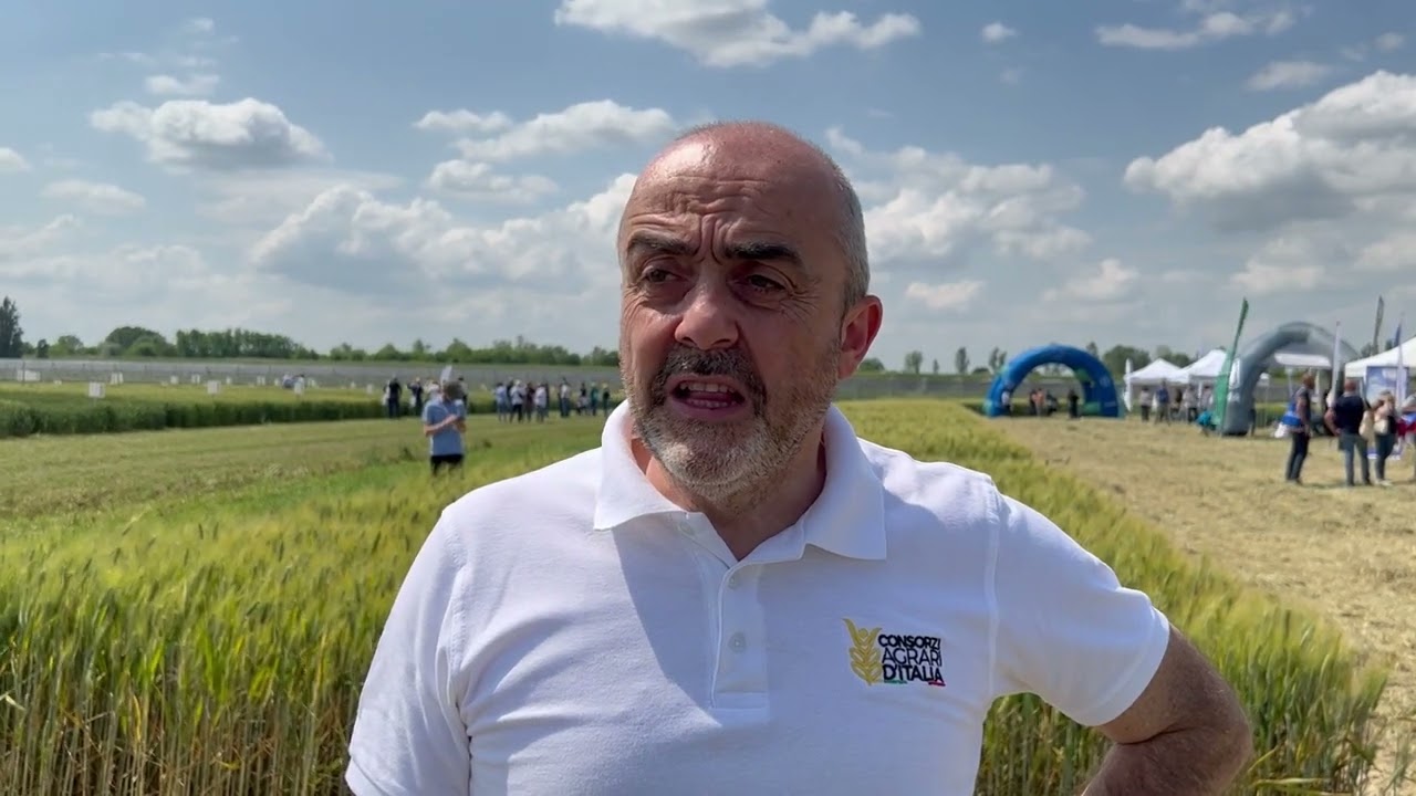 Lelli (Cai): «Per il grano buone rese ma prezzi bassi»