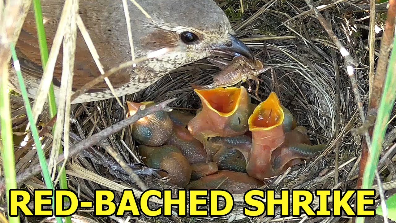 Red-backed shrike | From egg to adult bird (ENG) | Nest from 9:26