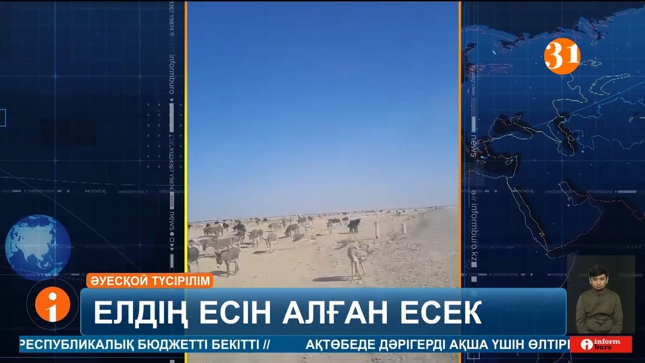 Eсебі жоқ есек жұрттың мазасын қашырды