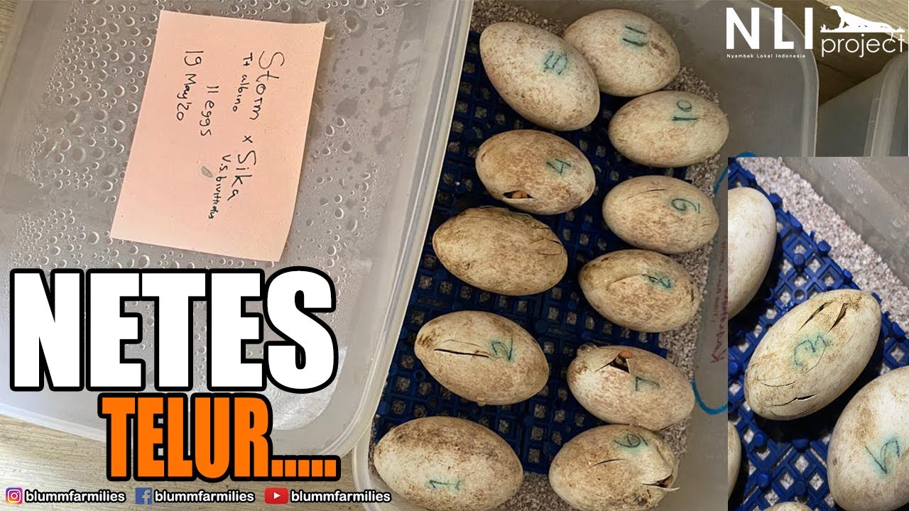TELUR SALVATOR NETES DI NLI ( Nyambek Lokal Indonesia )