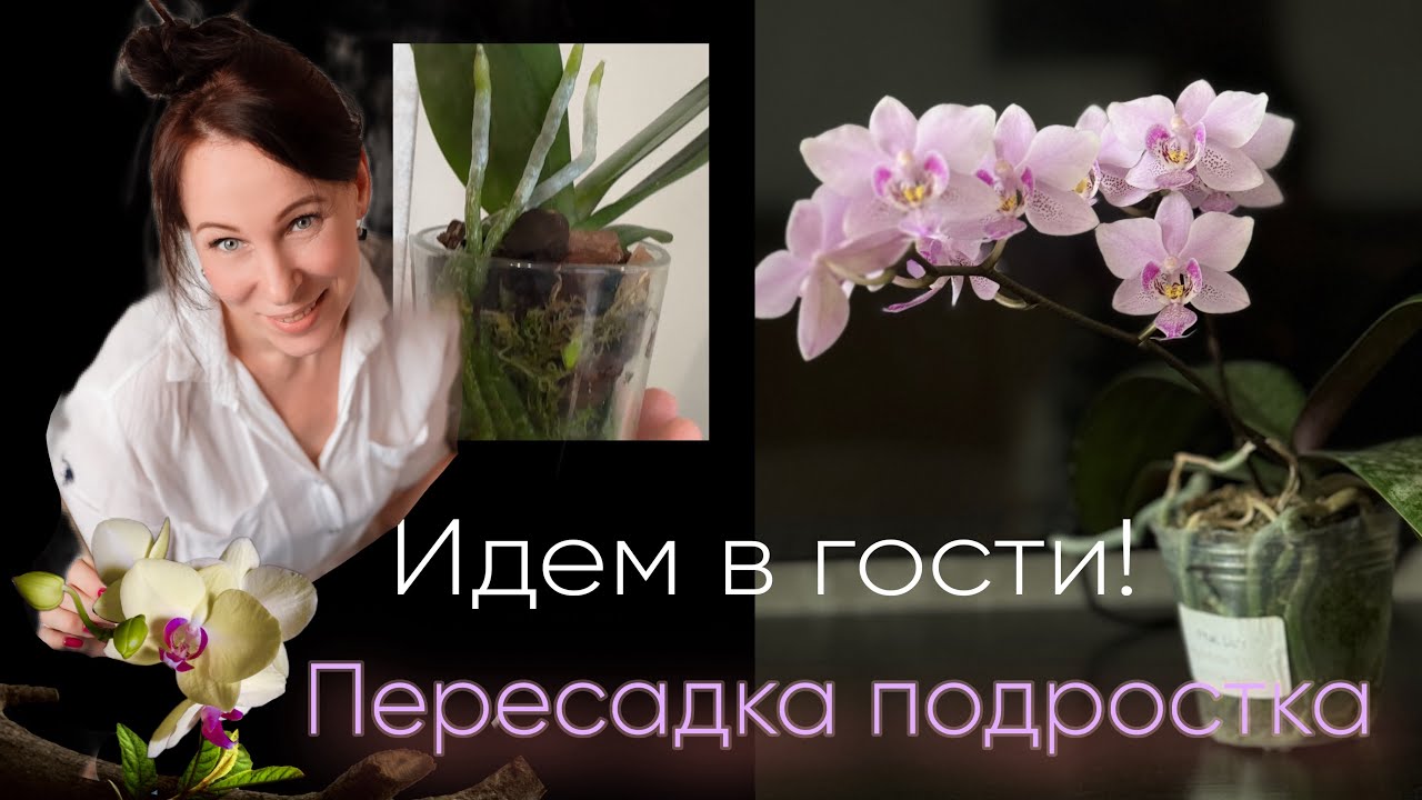Моя новинка. Начало увлечения ОРХИДЕЯМИ в гостях