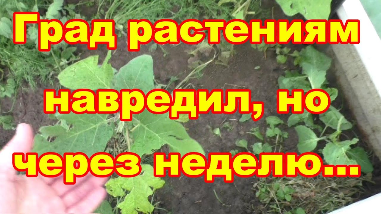 Град побил растения,но через неделю их не узнать и какие изменения в теплицах за это время