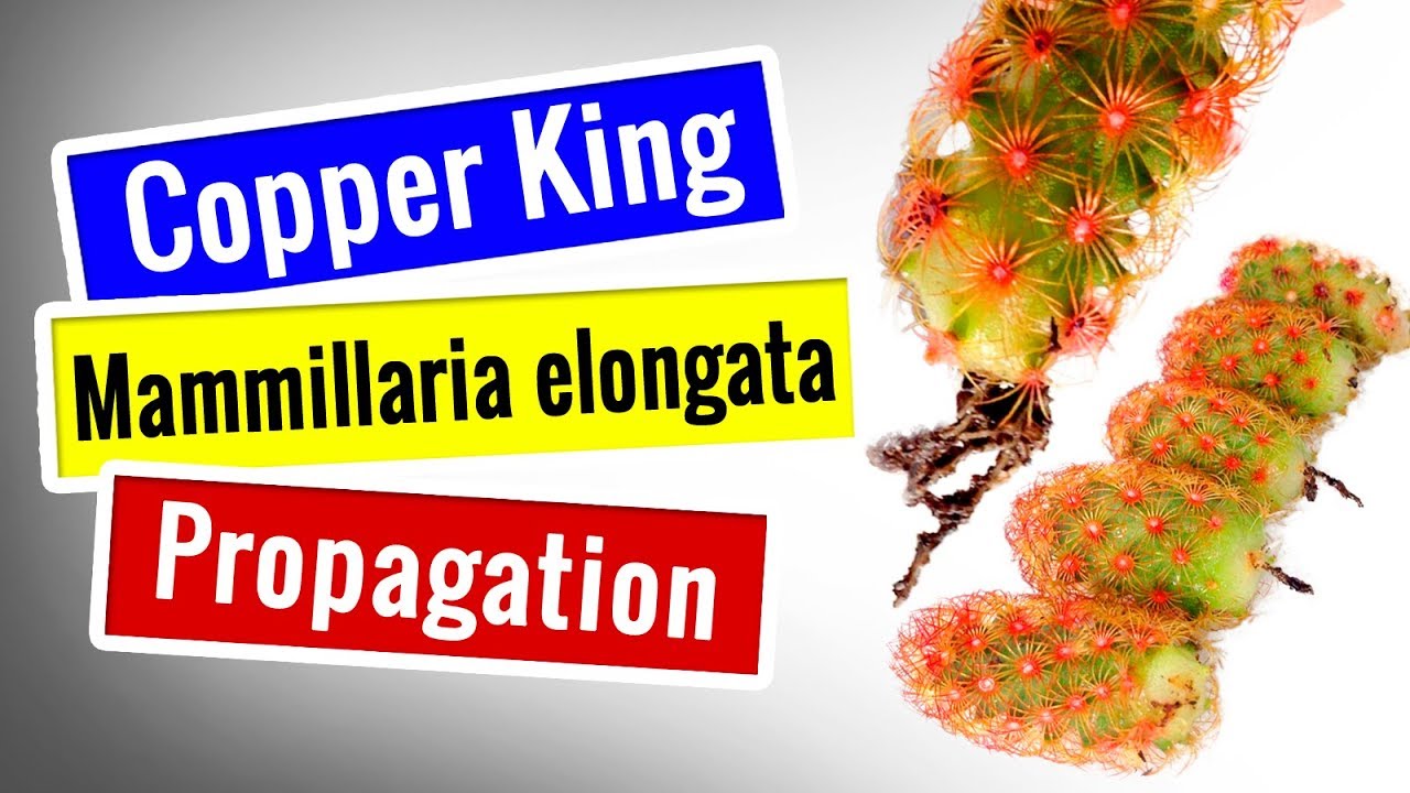 Mammillaria Elongata Propagation - Step by step || Succulents for beginners