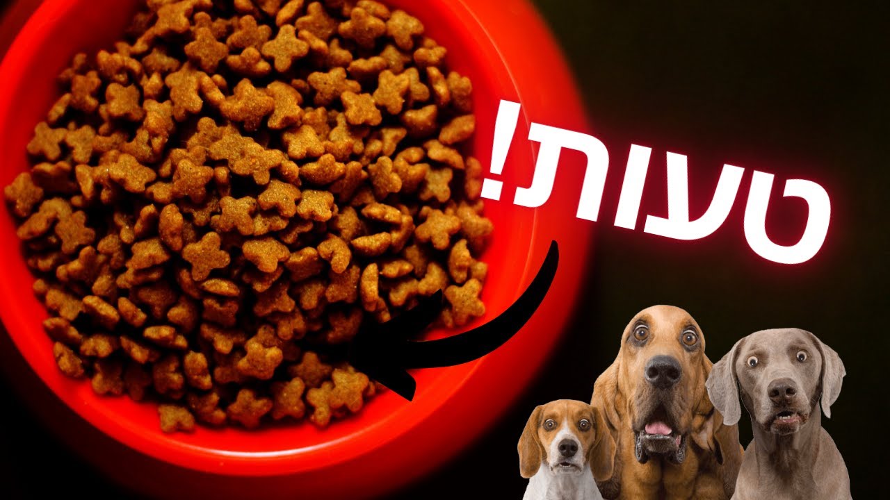 איך להאכיל כלב - החשיבות של מספר ארוחות ביום